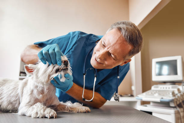 Best Emergency Dentist for Knocked-Out Tooth in Red Hill, SC